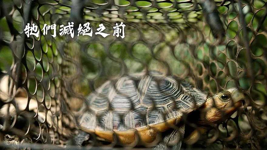 牠們滅絕之前